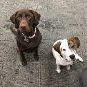 PDI office dogs